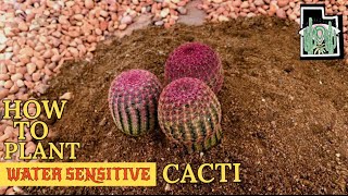 How to Plant Water Sensitive Cacti  Echinocereus rigidissimus [upl. by Philbrook]