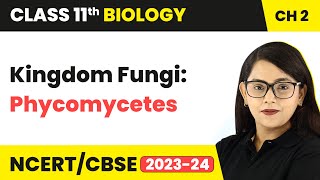 Kingdom Fungi Phycomycetes  Biological Classification  Class 11 Biology Chapter 2  NCERTCBSE [upl. by Lehcim]