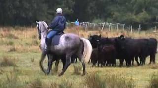 Galloways im Médoc [upl. by Furlong473]