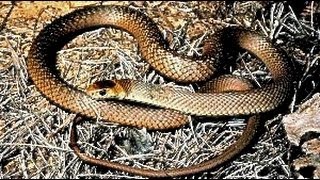 Copperheads On Appalachian Trail In Pennsylvania [upl. by Bernardi]