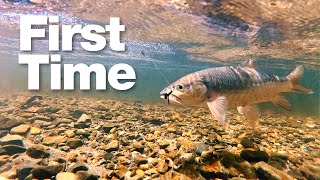 Fly Fishing Mahseer in Sabah Borneos Crystal Clear River [upl. by Deelaw]