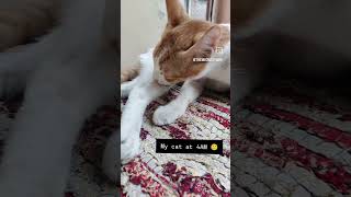 Bill ka skin care 🐾 car catlover shorts skincare funny [upl. by Nirtiac]