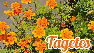 Tagetes [upl. by Ariada]