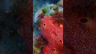 UPROOTING Algae 🚫 from this Starlet Coral  Red Boring Sponge Habitat  Coral Restoration [upl. by Iel]