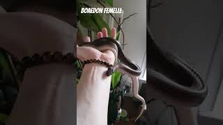 Repley mon Boaedon femelle que je vous ai presenté lors su dernier live 🐍 serpent reptile [upl. by Aisenet]