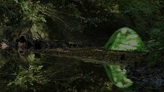 Nature Therapy 12 Hours of Swamp Sounds and Swamp Ambience [upl. by Lahcim553]