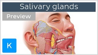 Salivary glands structure and functions preview  Human Anatomy  Kenhub [upl. by Frederique]