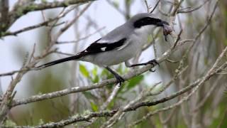 Loggerhead Shrike  the Butcher Bird in action [upl. by Bakki804]