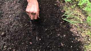 How to sow a seed directly into garden [upl. by Jahncke]