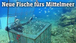 Neue Fische fürs Mittelmeer Aufzucht als letzte Rettung SPIEGEL TV für ARTE Re [upl. by Craddock]