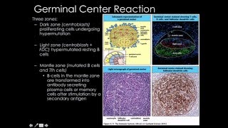 Neuroscience Basics Human Brain Anatomy and Lateralization of Brain Function 3D Animation [upl. by Enuj]