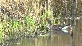 Greylag Goose Family at RSPB Fowlmere  May 2013 [upl. by Ayra]