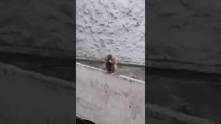 monkey shortsfeed animals monkeyvideo [upl. by Aivila]