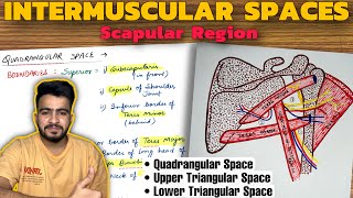 Intermuscular Spaces Anatomy  Scapular Region  Upper Limb Anatomy [upl. by Prady562]