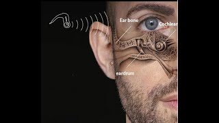 Implantable Cantilever microphone paves the way for cochlear implants that are completely internal [upl. by Endor846]