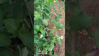 Allmond vilesiaAllamanda Purplenature garden nurseryplants sreevidhya nursery rachuloor [upl. by Corydon]