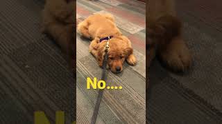 Red Golden Retriever Puppy🐶 Running out of energy… cute 🥰 shorts goldenretriever [upl. by Eeltrebor]