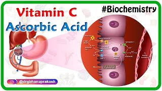 Vitamin C  Ascorbic acid Animation  MetabolismSources Synthesis  functions Scurvy [upl. by Syah]