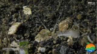 Bobbit Worm vs Lionfish [upl. by Adekan]