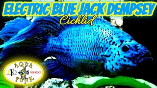 ⚡Electric Blue Jack Dempsey Cichlid⚡Rocio octofasciata A Fresh Look At This Misunderstood Fish [upl. by Eissert640]