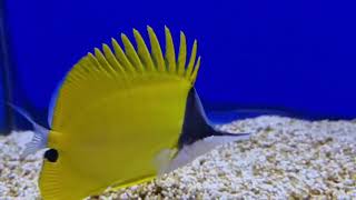 Yellow longnose butterflyfish [upl. by Dlanger]