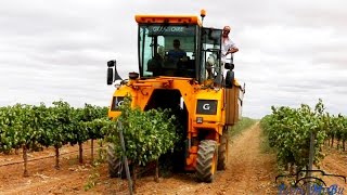 Vendimia Mecanizada 2015 en Tomelloso Jóvenes Agricultores GoPro3 Canon EOS 70D [upl. by Padegs284]