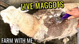 Maggots Bothering Friendly Sheep [upl. by Combs]