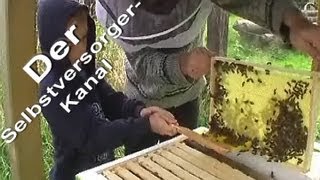 Bienen fuettern und ersten Blick in die Bienenkiste [upl. by Aicertap]