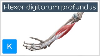 Flexor digitorum profundus muscle  Origin Insertion Innervation amp Function  Anatomy  Kenhub [upl. by Adelle]