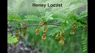 Benefits of Honey Locust [upl. by Osman463]