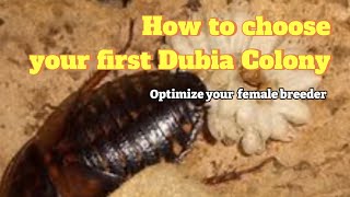 Choosing your first breeding colony  The Feeder Series  Dubia Roach [upl. by Damle]