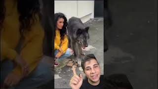 ‼️CACHORRO LOBO‼️ pets cachorro caes animaisdeestimação react remix wolfdog animaisfofos [upl. by Haidabez]