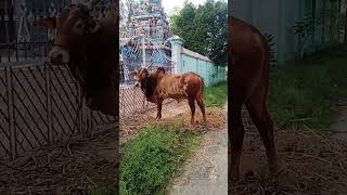 kaalai kaalai murattu kaalai song 🥰🐮🐮🐮🫶🫶❤️‍🩹❤️‍🔥 [upl. by Aihsitan]