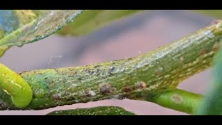 How to get rid of Scale insects Bugs Citrustree  Lemon tree Let us walk through the process [upl. by Eimac]