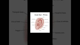 Outer Ear pinna diagram [upl. by Hadsall888]