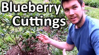 How to Root Blueberry Bushes from Cuttings  Propagating Softwood Cuttings of Blueberry Plants [upl. by Cadel]