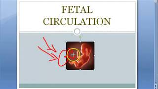 Anatomy Fetal Circulation shunt placenta ductus venosus arteriosis foramen ovale placenta obstetrics [upl. by Bradlee]