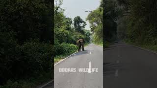 Wild Elephant 🐘 Crossing The Road NH 31 C [upl. by Amelita]