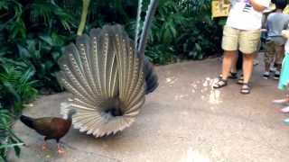 Great Argus Pheasant Mating Dance argusianus argus [upl. by Anavlis]