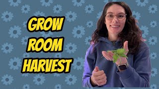 Grow Room Update and Trimming Onions Seedlings [upl. by Nannerb]