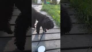 Miniature Poodle named Richie Rich miniaturepoodle poodle видеопроживотных [upl. by Maidel]