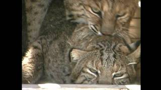 BOBCATS BREEDINGMARCH 2010wmv [upl. by Natan]