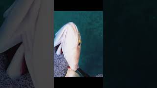 Amberjack fishing spearfishing [upl. by Veats824]