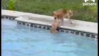 Lifeguard Dog Saves Puppy [upl. by Nirrol]