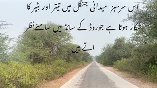 Batar teeter Greeen forest in Panjab تیترکا شکار [upl. by Alroi]