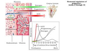 Hormonal regulation of pregnancy  weeks 2 through 38 [upl. by Svoboda368]