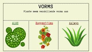 Natuurwetenskap Graad 4  Struktuur Plante en Diere [upl. by Emoreg]