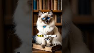 Birman Cats The Furry Enigma Unveiled [upl. by Gary]