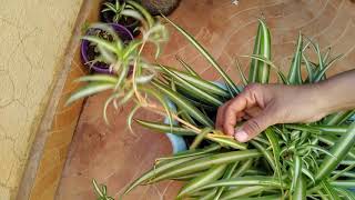 Spider Plant  How To Propagate Spider plant  nurserylive [upl. by Sabanrab461]