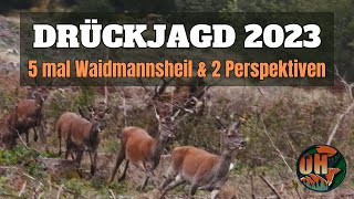 DRÜCKJAGD im Rotwildparadies I 2023 I Jagdkonzept [upl. by Burnside201]